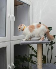 Animal Planet, готель для тварин фото