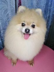 відгуки фото