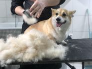 Diamond Grooming Salon, грумінг-салон фото