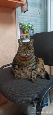 ZooStore, зоомагазин та ветаптека фото