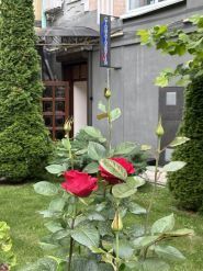 Файна, стоматологічна клініка фото