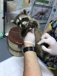 Вуса, лапи, хвіст, ветеринарна клініка фото