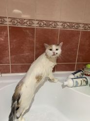 Cats Blues, зоомагазин, груминг кошек фото