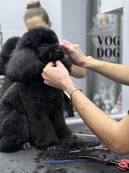 V.O.G Dog Salon, сеть груминг-салонов фото