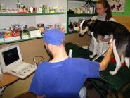 Альфа-Вет, ветеринарный кабинет фото