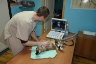 Альфа Вита, ветеринарная клиника фото