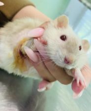 Animal Сервис, ветеринарный центр, зоомагазин фото