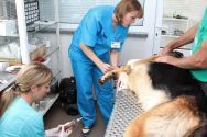 Багіра, ветеринарна клініка фото