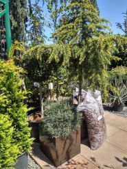 Botanica, садовый центр фото