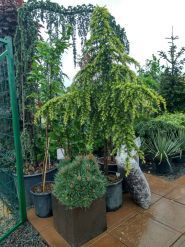 Botanica, садовый центр фото