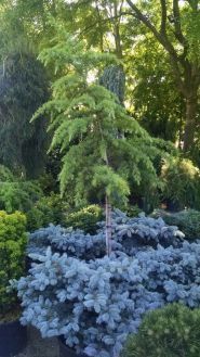 Botanica, садовый центр фото