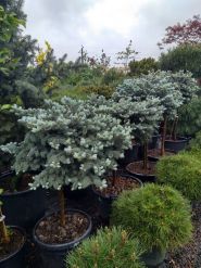 Botanica, садовый центр фото