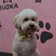 Budka, грумінг-салон фото