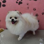 Budka, грумінг-салон фото