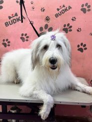 Budka, грумінг-салон фото