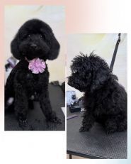 Budka, грумінг-салон фото