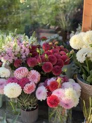 kvitu lutsk fiori, цветы фото