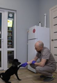 Док Ток, ветеринарна клініка фото