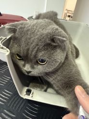 MyVet, ветеринарна клініка фото