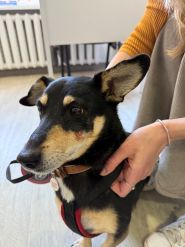 MyVet, ветеринарна клініка фото