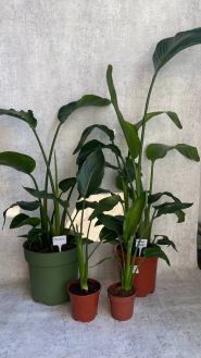 Лілія, магазин квітів та вазонів фото