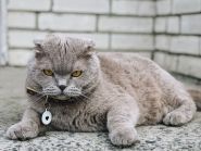 Добродій, ветеринарная амбулатория фото