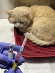 Біовет, ветеринарна клініка фото