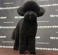 Грумінг для тварин Оксани Пулінець фото