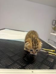 MyVet, ветеринарна клініка фото