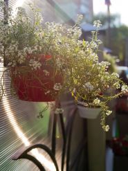 Fenix Town, ресторан фото