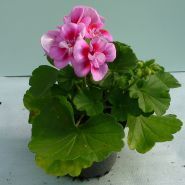 ФлоІрен Плант, оптовий продаж розсади та кімнатних квітів фото