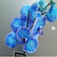 Flora de Luxe, салон цветочной моды фото
