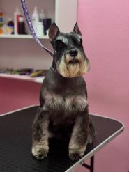 Грумінг на набережній Перемоги фото