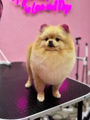 Грумінг на набережній Перемоги фото