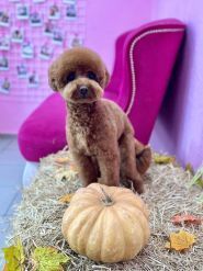 Грумінг на набережній Перемоги фото