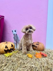 Грумінг на набережній Перемоги фото