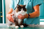 Vet Friend, ветеринарний центр фото