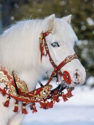 Кінний клуб Феррарі фото