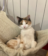 Дунай, ветеринарна клініка фото