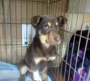 ВетМір, ветеринарна клініка фото