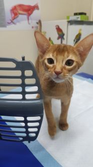 Mr.Vet, ветеринарна клініка фото