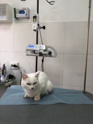 Клинико-диагностический кабинет болезней мелких домашних животных фото