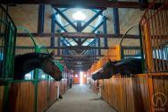 Конный Дом Конго, конно-спортивный клуб фото