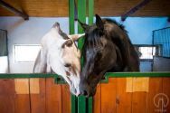 Конный Дом Конго, конно-спортивный клуб фото