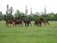 Княжий Двор, конно-спортивный комплекс фото