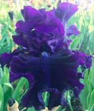 Lev-Flowers, сад квітів фото