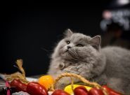 Лукомор'є, фелінологічний клуб фото