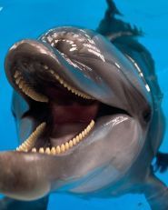 Оскар, дельфінарій фото