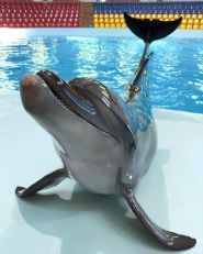Оскар, дельфінарій фото
