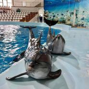 Оскар, дельфинарий фото